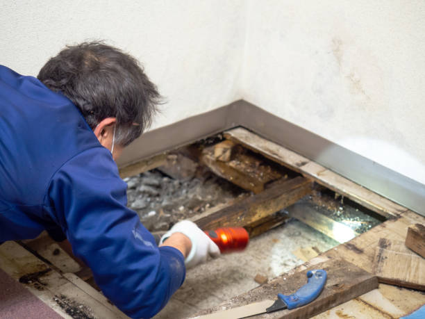 Best Toxic Mold Removal  in Dolton, IL