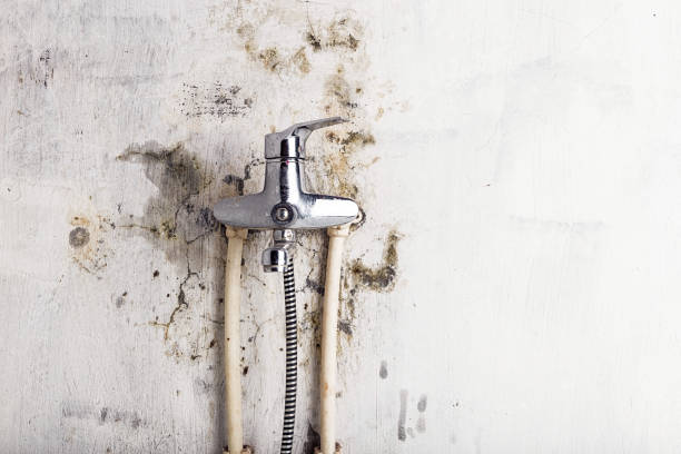 Best Mold Testing  in Dolton, IL