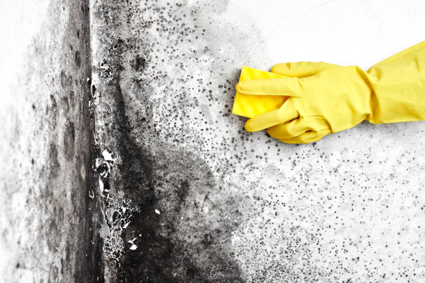Best Black Mold Removal  in Dolton, IL
