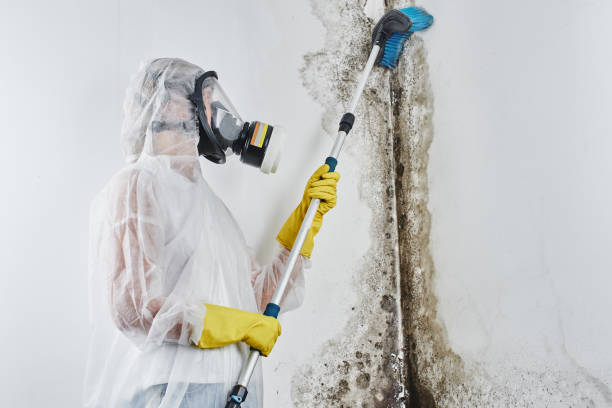 Best Attic Mold Removal  in Dolton, IL