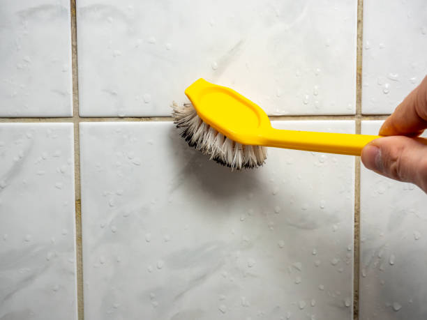 Office Mold Removal Services in Dolton, IL