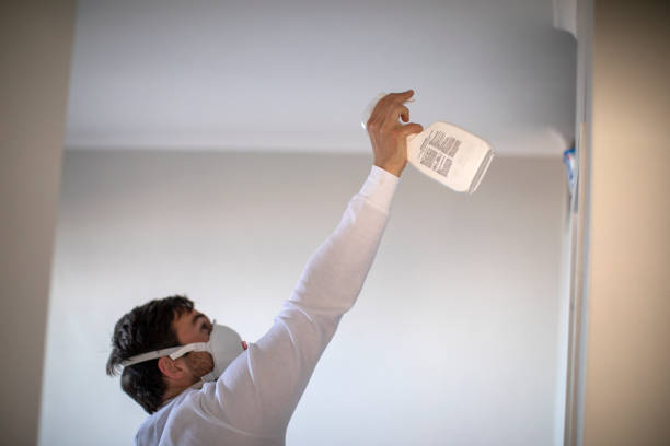 Best Same-Day Mold Removal  in Dolton, IL