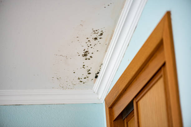 Best Commercial Mold Removal  in Dolton, IL