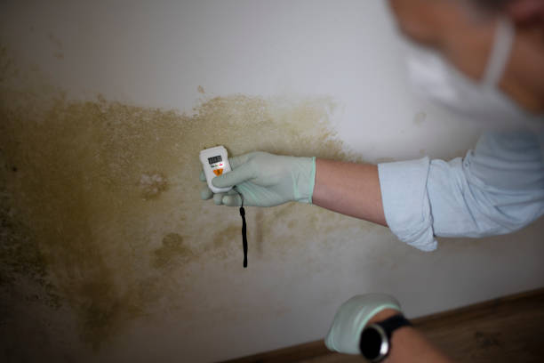 Certified Mold Removal in Dolton, IL