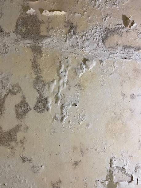 Best Fast Mold Removal  in Dolton, IL